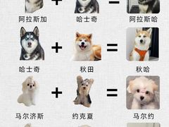 -翊宠yipet猫狗购宠庄园犬舍•猫舍