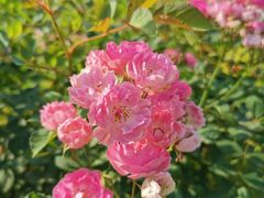 -宜兴龙背山森林公园