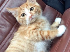-米苏动物医院·犬猫专科·骨科外科内窥镜
