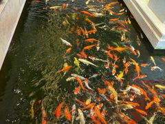 -龙悦湾酒家·八阵鱼生·渔人码头店
