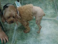-伟伟宠物医院·CT影像中心·瑞派犬猫综合性门诊(汉口总院)
