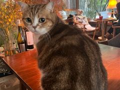 -咖法森林·咖啡  酒吧(天河店)