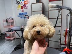 -宠物家(双井店)
