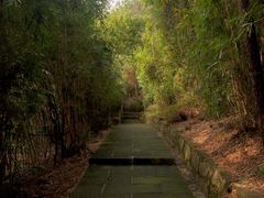 -铁山坪森林公园