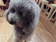 -沏点Trattoria意大利餐厅(新街口店)