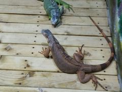 -石家庄市动物园