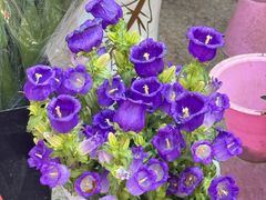 -哈尔滨道外花鸟鱼市场