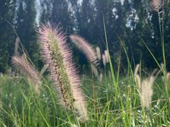 -汉长安城未央宫国家考古遗址公园