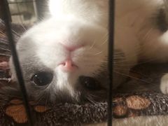 -PETKIT小佩宠物(昭化店)