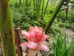 -西双版纳原始森林公园