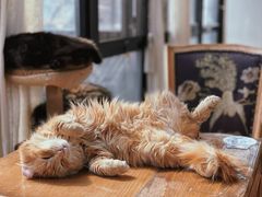 -猫小院猫主题餐厅(南锣旗舰店)