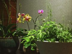 -谷咖啡·鲜花绿植花园餐厅