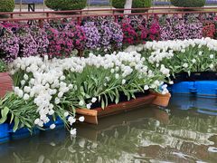 -上海鲜花港