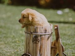 -猫米花园
