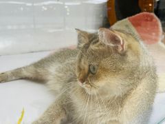 -COLOR PETS 撸猫馆·购猫·猫咖(长风大悦城店)