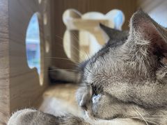 -猫力发电所·宠物专门店