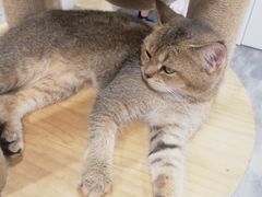 -楼上猫咖(罗湖店)