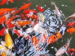 -南宫五洲植物乐园