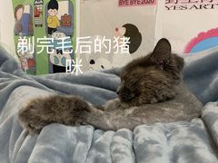 -圣宠宠物(平吉花卉市场店)