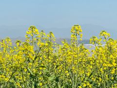 -桑洲油菜花景区