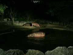 -清迈夜间动物园