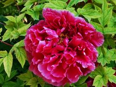 -成都驻京办餐厅(蜀都宾馆店)