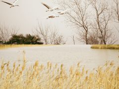 -盐城丹顶鹤湿地生态旅游区