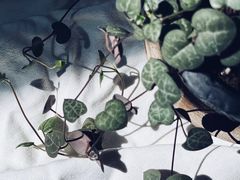 -雪蔓之鲜花气球派对(家佳源时代中心店)