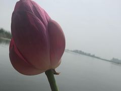-白洋淀景区