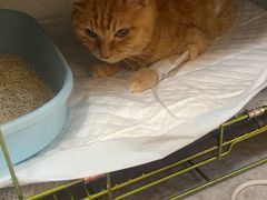 -喜多萌中农锦绣动物医院24H·猫科·牙科MRI·CT