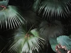 -滴水岩森林公园