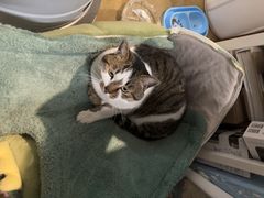 -琥珀川咖啡馆·Amber cafe(百祥路店)