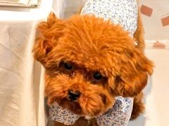 -深圳皇庭V酒店