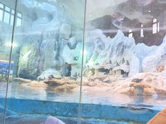 -帝企鹅自助餐厅•儿童岛•真企鹅(长隆企鹅酒店)