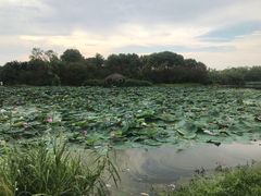 -艾溪湖湿地公园