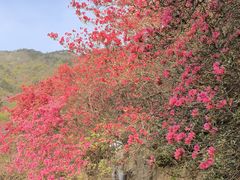 -木兰云雾山