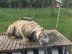 -上海野生动物园老虎餐厅