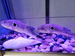 -孔庆璞河豚馆(白玉兰酒店)
