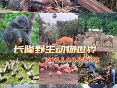 -广州长隆野生动物世界