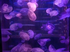-顺德南宏海立方海洋公园