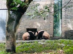 -都江堰中华大熊猫苑