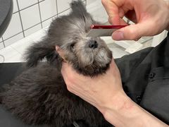 -BABYDOG宝贝狗宠物乐园(欧洲城店)