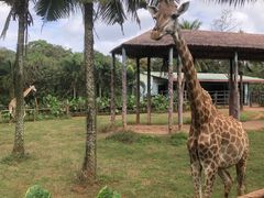 -海南热带野生动植物园
