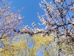 -桃花堤公园