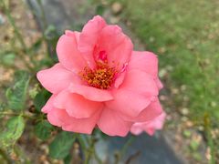 -亚龙湾国际玫瑰谷