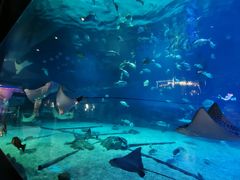 -烟台海昌鲸鲨海洋公园