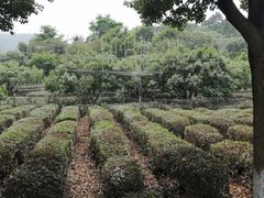 -树山生态村