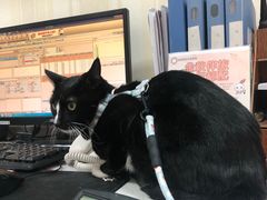 -宠爱国际动物医院· 猫科· 外科·中兽医(长白店)