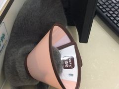 -佳雯宠物医院(四明中路分院)