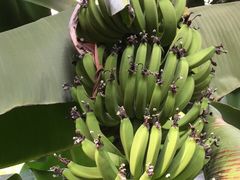-呀路古热带植物园